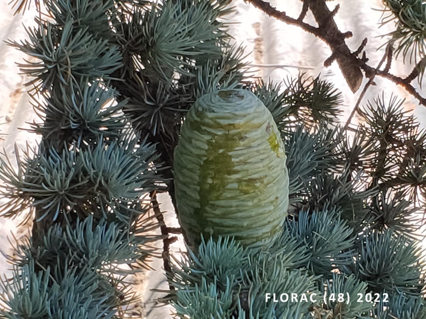 Cedar, Atlas fruit